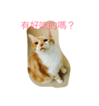 ネコおっさん喋る（個別スタンプ：2）