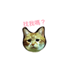 ネコおっさん喋る（個別スタンプ：4）