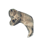 eggegg cat daily（個別スタンプ：2）