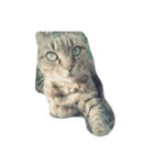 eggegg cat daily（個別スタンプ：3）