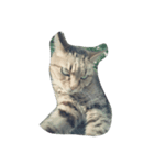 eggegg cat daily（個別スタンプ：4）