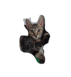 eggegg cat daily（個別スタンプ：5）