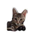 eggegg cat daily（個別スタンプ：6）