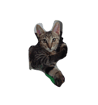 eggegg cat daily（個別スタンプ：7）