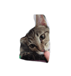 eggegg cat daily（個別スタンプ：8）