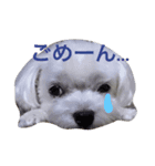 しろいぬくんの日常（個別スタンプ：2）