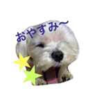 しろいぬくんの日常（個別スタンプ：3）