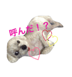しろいぬくんの日常（個別スタンプ：4）