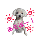 しろいぬくんの日常（個別スタンプ：8）