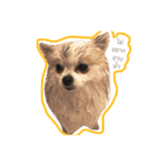 doggie gangster（個別スタンプ：1）