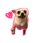 doggie gangster（個別スタンプ：2）