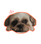 doggie gangster（個別スタンプ：3）