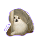doggie gangster（個別スタンプ：6）