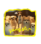 doggie gangster（個別スタンプ：13）