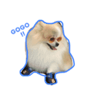 doggie gangster（個別スタンプ：15）