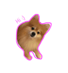 doggie gangster（個別スタンプ：16）