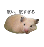 キンクマハムスターきなこ＆わらび（個別スタンプ：3）