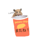 キンクマハムスターきなこ＆わらび（個別スタンプ：7）