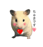 キンクマハムスターきなこ＆わらび（個別スタンプ：11）