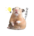 キンクマハムスターきなこ＆わらび（個別スタンプ：13）