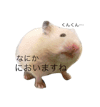 キンクマハムスターきなこ＆わらび（個別スタンプ：15）