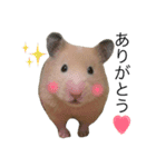 キンクマハムスターきなこ＆わらび（個別スタンプ：16）