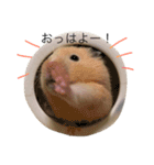 キンクマハムスターきなこ＆わらび（個別スタンプ：17）