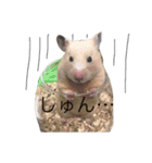 キンクマハムスターきなこ＆わらび（個別スタンプ：20）