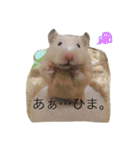 キンクマハムスターきなこ＆わらび（個別スタンプ：24）