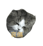 A m m m m（個別スタンプ：8）