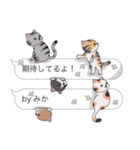 【みか】猫だらけの吹き出し（個別スタンプ：30）