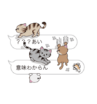 【あい】猫だらけの吹き出し（個別スタンプ：37）