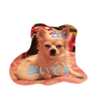 maromaro days.（個別スタンプ：1）