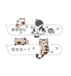 【あゆみ】猫だらけの吹き出し（個別スタンプ：14）