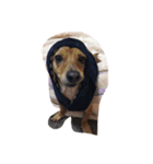 dog0314（個別スタンプ：1）