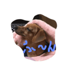 dog0314（個別スタンプ：3）