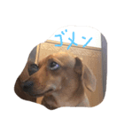 dog0314（個別スタンプ：4）