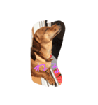 dog0314（個別スタンプ：5）