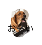 dog0314（個別スタンプ：7）