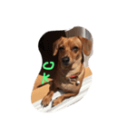 dog0314（個別スタンプ：8）