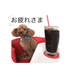 Toy poodle Colon(cafe version)（個別スタンプ：1）