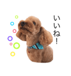 Toy poodle Colon(cafe version)（個別スタンプ：3）