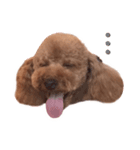 Toy poodle Colon(cafe version)（個別スタンプ：4）