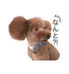 Toy poodle Colon(cafe version)（個別スタンプ：7）