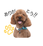 Toy poodle Colon(cafe version)（個別スタンプ：8）