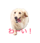 うちのラズとシロ。（個別スタンプ：1）