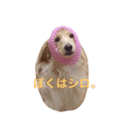 うちのラズとシロ。（個別スタンプ：3）