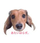 うちのラズとシロ。（個別スタンプ：4）