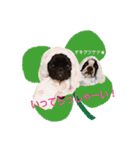 犬のおさかな兄妹（個別スタンプ：3）