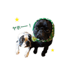 犬のおさかな兄妹（個別スタンプ：4）